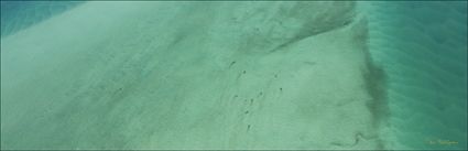 Dugongs - Great Sandy Strait - Hervey Bay - Fraser Island - QLD (PBH4 00 17835)